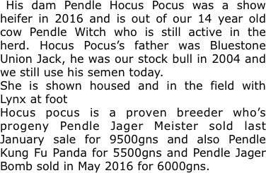  His dam Pendle Hocus