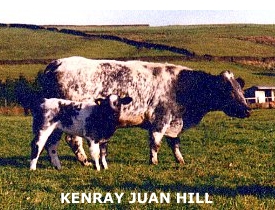 KENRAY JUAN HILL